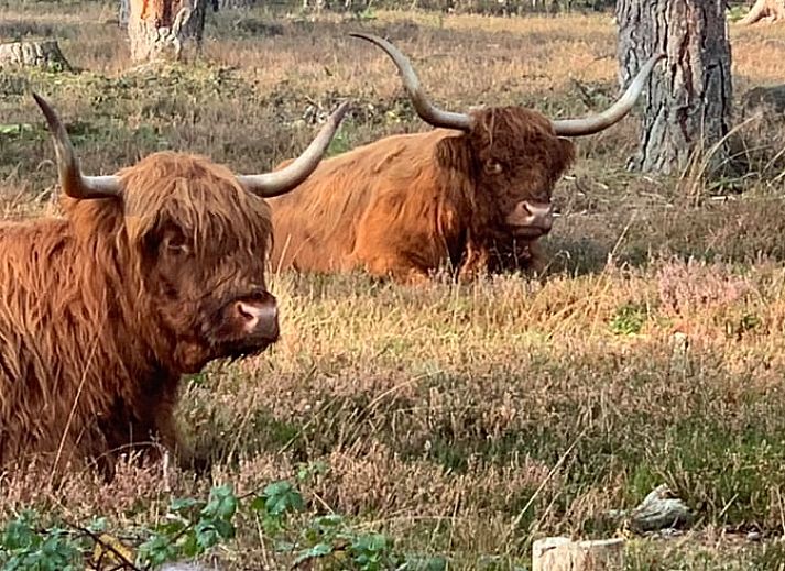 Unterkunft 324123 - Ferienhaus Veluwe - Vakantiehuis in Hattemerbroek