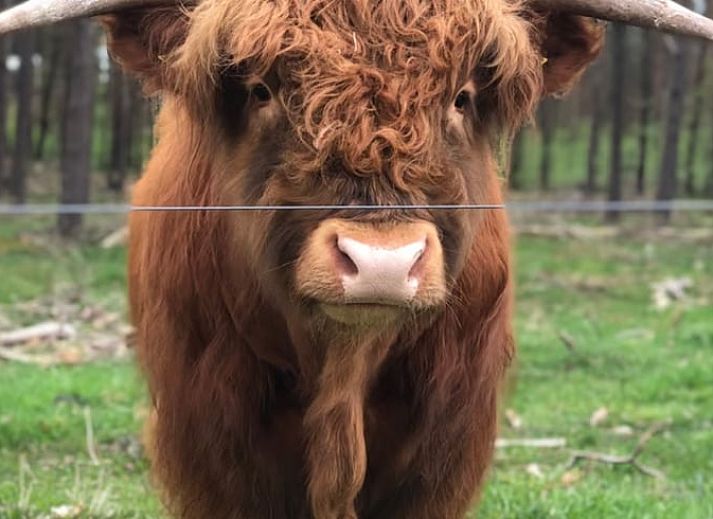 Gruene Umgebung des Ferienhauses in Hattemerbroek, Veluwe, Gelderland.