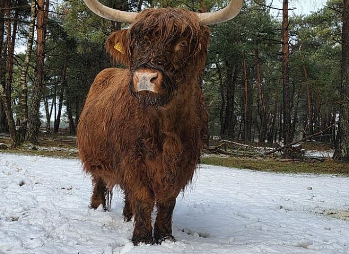 Aussenbereich mit Sitzgelegenheit im Ferienhaus in Hattemerbroek, Veluwe.