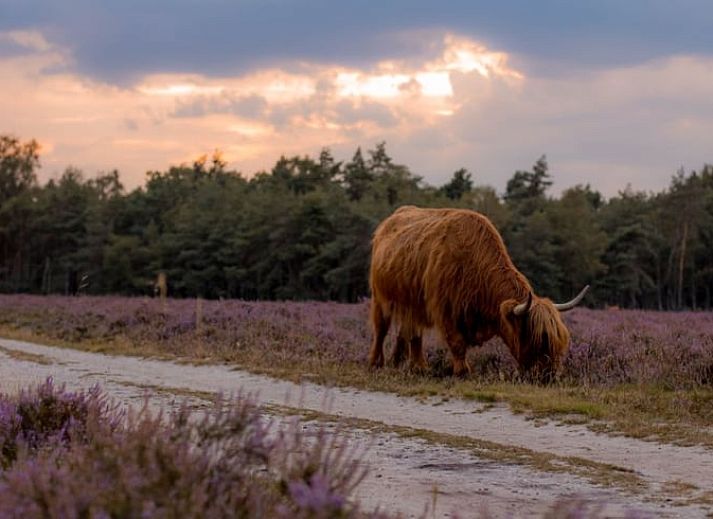 Spacious dining area in Cottage in Hattemerbroek, Veluwe vacation home for cozy meals.