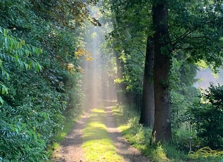 Cottage in Hattem, cottage in the Veluwe, surrounded by greenery and tranquility in Gelderland.