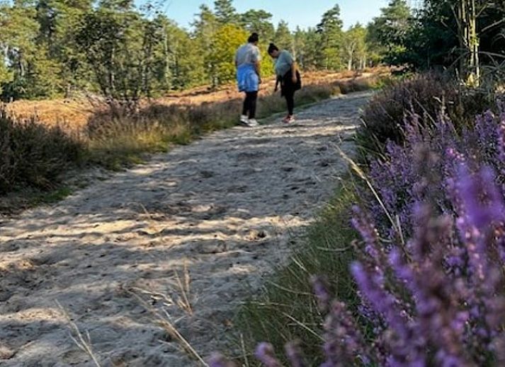 Vakantiewoning Doornspijk te midden van groene Veluwse bossen, perfect voor rustzoekers.