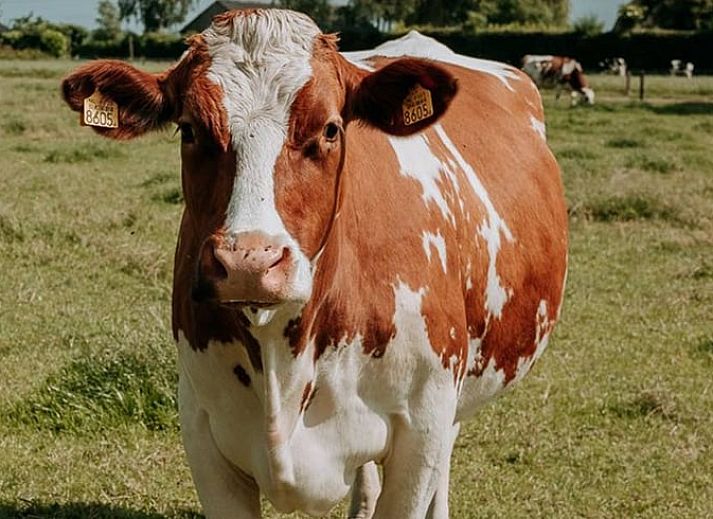 Kat wandelt op de oprit van Vakantiehuis in Wapenveld, Veluwe, Gelderland.