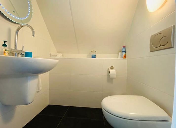 Kat wandelt op de oprit van Vakantiehuis in Wapenveld, Veluwe, Gelderland.