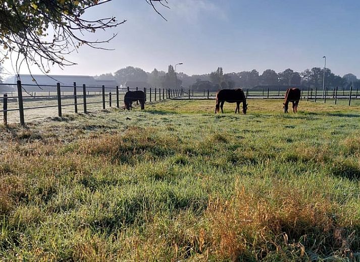 Ferienhaus in Wapenveld, Veluwe, Gelderland mit grossem Garten und gruener Umgebung, ideal zum Entspannen in der Natur.