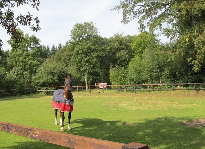 Guest house 324903 - Holiday property Veluwe - Vakantiehuis in Loenen
