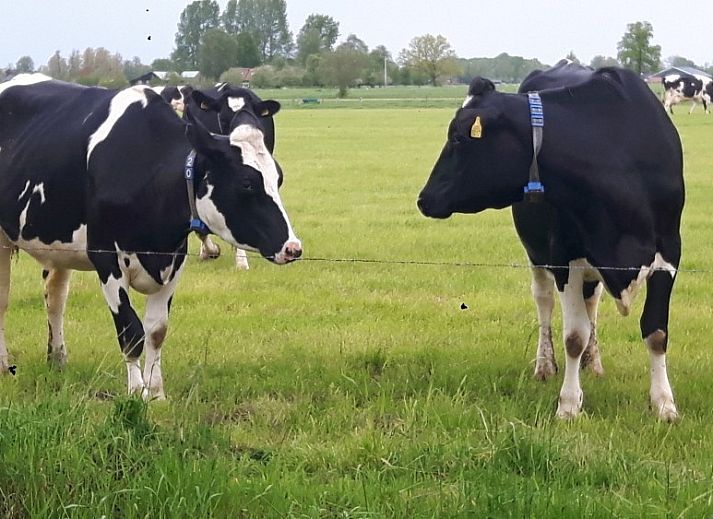 Modern kitchen in Van Luttikhuizen chalet rental Zwaantje 1, Teuge, Veluwe. Fully equipped for a comfortable stay.