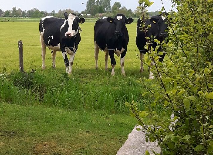 Modern kitchen in Van Luttikhuizen chalet rental Zwaantje 1, Teuge, Veluwe. Fully equipped for a comfortable stay.