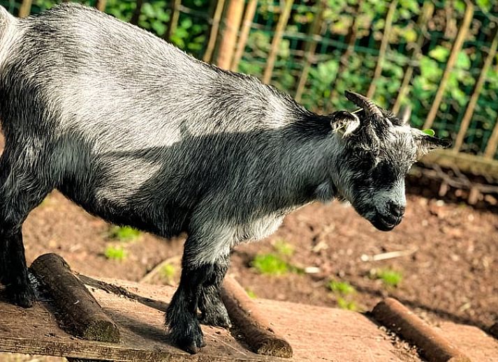 Bright living room Holiday cottage in Lieren overlooking Veluwe.
