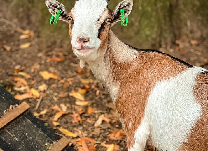 Bright living room Holiday cottage in Lieren overlooking Veluwe.
