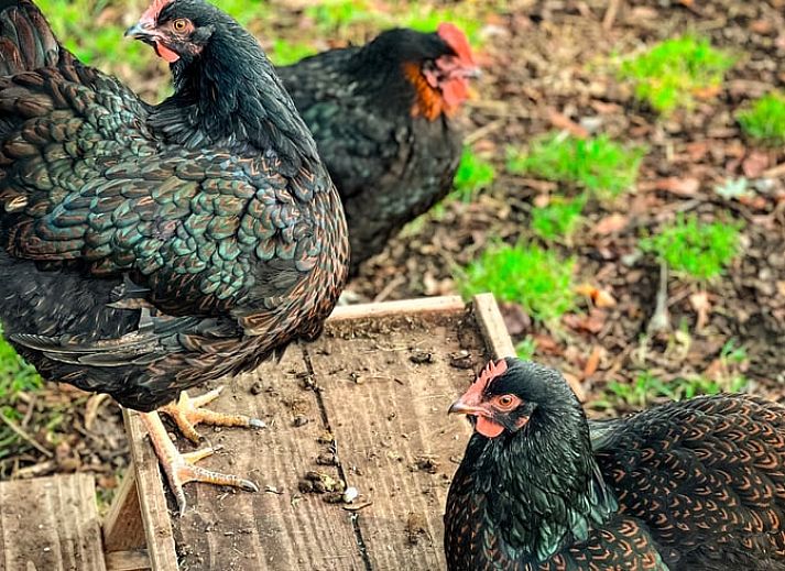 Bright living room Holiday cottage in Lieren overlooking Veluwe.