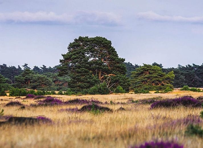 Bright living room Holiday cottage in Lieren overlooking Veluwe.