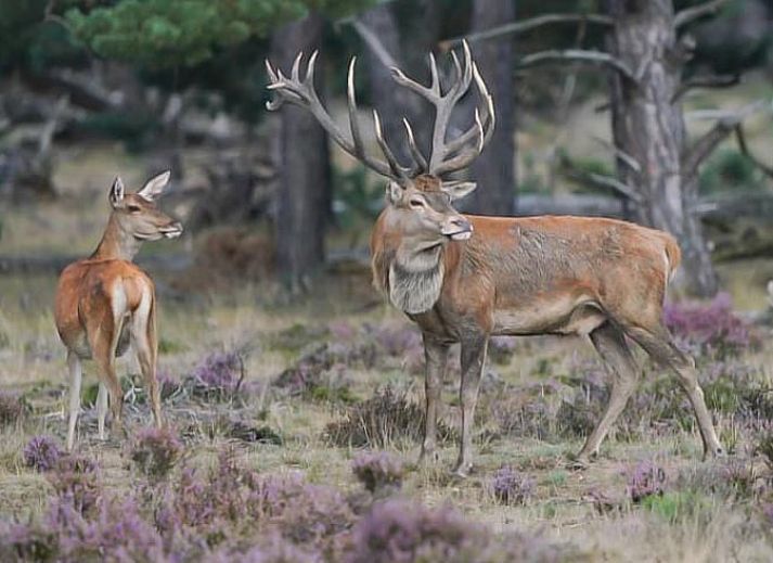 Bright living room Holiday cottage in Lieren overlooking Veluwe.