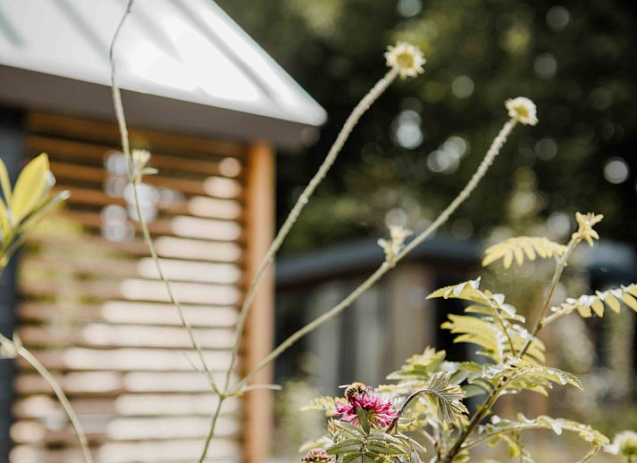 Verblijf 325340 - Vakantiewoning Veluwe - Tiny Loft