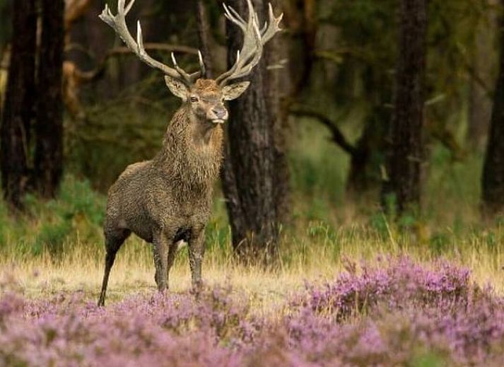 Moderne keuken in Vakantiehuisje in Wekerom, Veluwe, met stijlvolle inrichting.