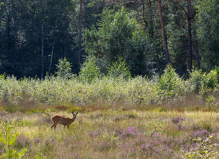 Stilvolle Essecke in Naturvilla mit Whirlpool & Sauna, Wekerom, Veluwe. Ferienhaus mit moderner Einrichtung und Komfort.