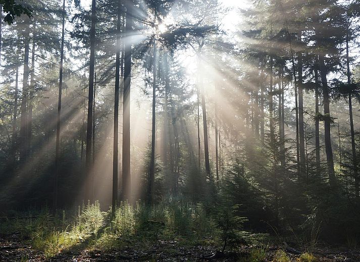 Stilvolle Essecke in Naturvilla mit Whirlpool & Sauna, Wekerom, Veluwe. Ferienhaus mit moderner Einrichtung und Komfort.