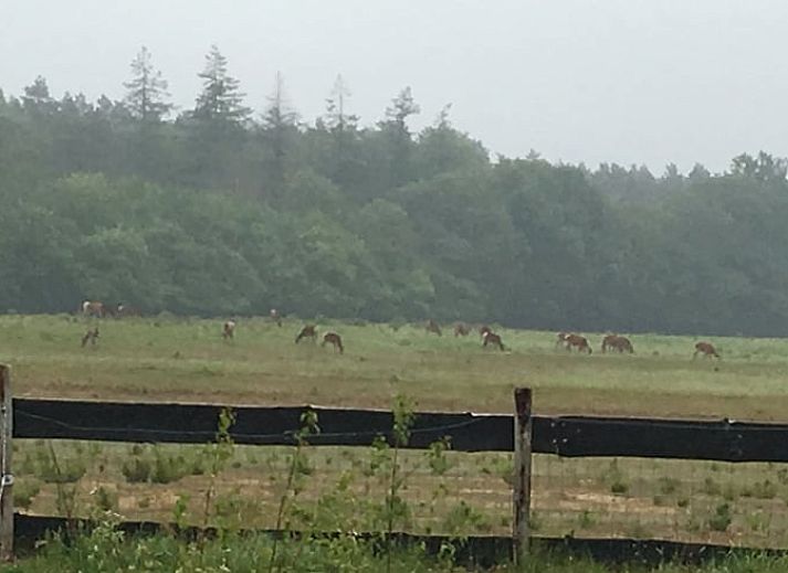 Komfortabler Wohnraum im Ferienhaus Hoog Soeren, Veluwe, Gelderland.