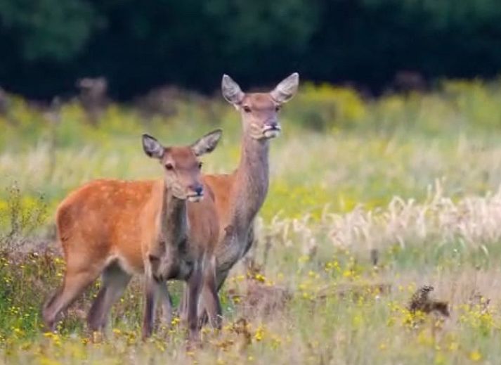 Komfortabler Wohnraum im Ferienhaus Hoog Soeren, Veluwe, Gelderland.