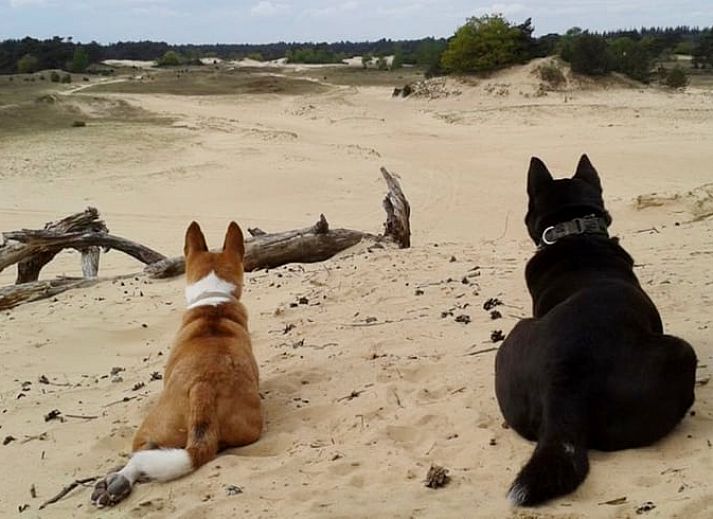 Komfortabler Wohnraum im Ferienhaus Hoog Soeren, Veluwe, Gelderland.