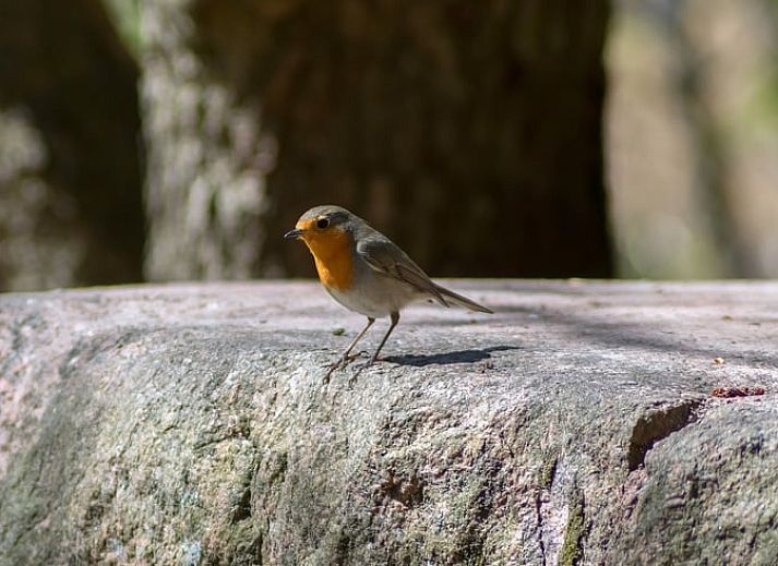 Cottage in Bennekom, Veluwe: Ferienhaus im Gruenen in Gelderland.