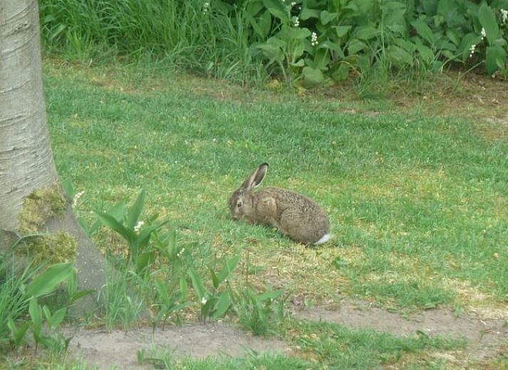 Guest house 325911 - Holiday property Veluwe - Huisje in Bennekom