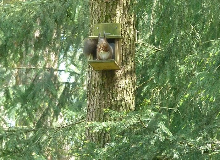 Guest house 325911 - Holiday property Veluwe - Huisje in Bennekom