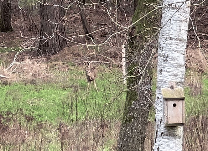 Guest house 325911 - Holiday property Veluwe - Huisje in Bennekom