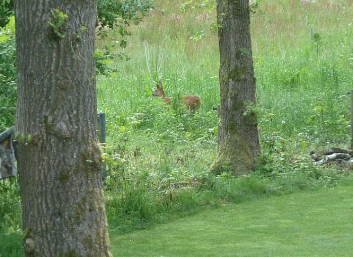 Guest house 325911 - Holiday property Veluwe - Huisje in Bennekom