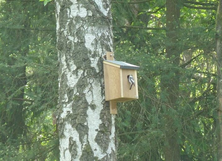 Guest house 325911 - Holiday property Veluwe - Huisje in Bennekom