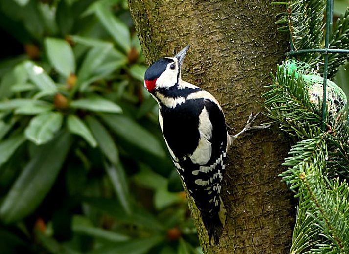 Geniet van ontspanning bij het Huisje in Bennekom, Veluwe, met een luxe hot tub op het terras omringd door groene natuur.