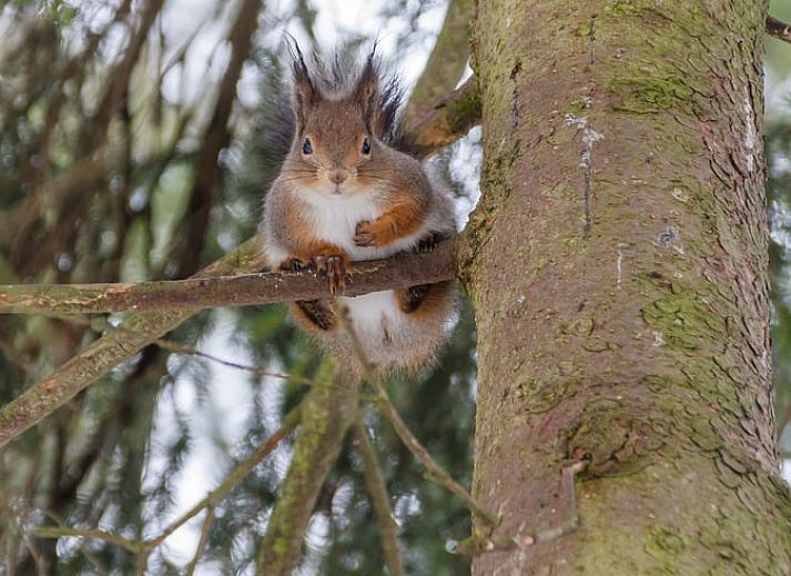 Gezellige woonkamer van Huisje in Bennekom, vakantiehuis op de Veluwe in Gelderland, met comfortabele zithoek en moderne keuken.