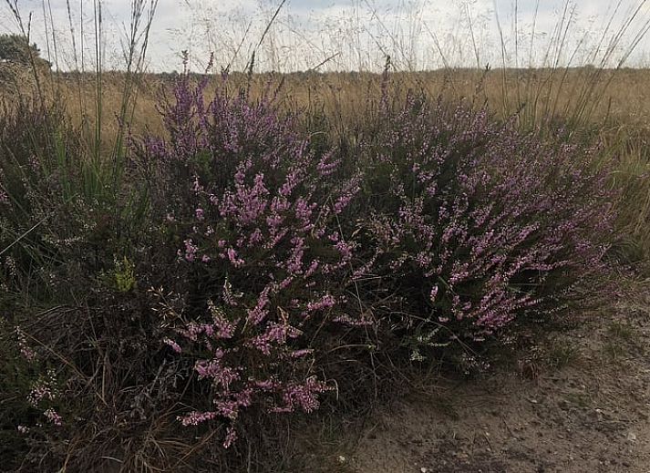 Gezellige woonkamer van Huisje in Bennekom, vakantiehuis op de Veluwe in Gelderland, met comfortabele zithoek en moderne keuken.