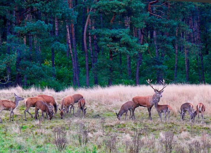 Guest house 325917 - Holiday property Veluwe - Vakantiehuisje in Bennekom