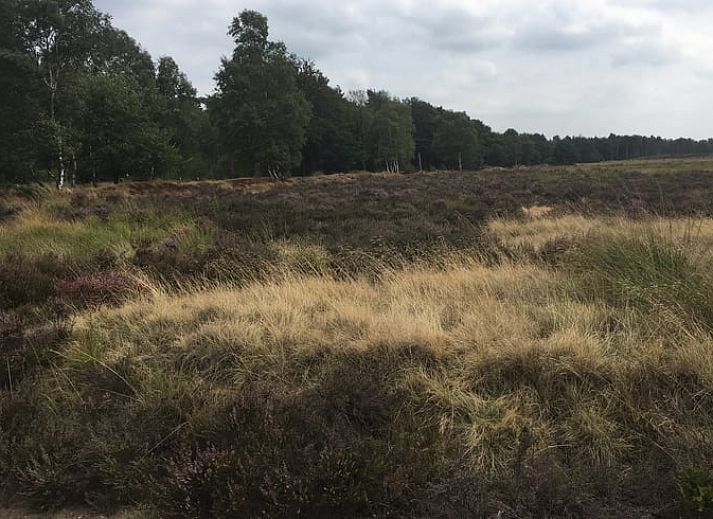 Guest house 325917 - Holiday property Veluwe - Vakantiehuisje in Bennekom