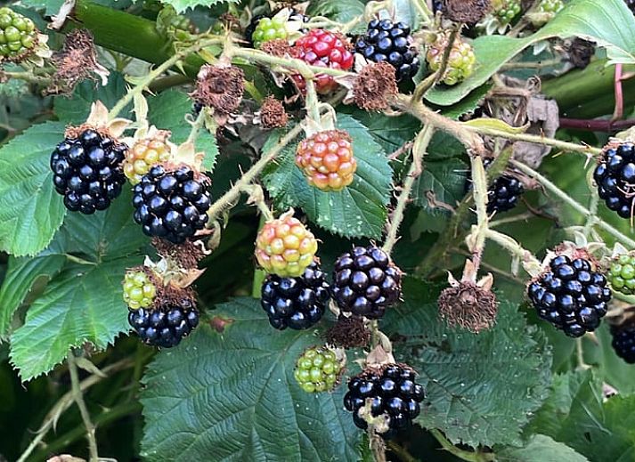 Unterkunft 326058 - Ferienhaus Veluwe - Vakantiehuisje in Eerbeek