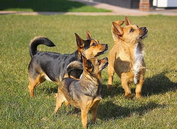 Unterkunft 326120 - Ferienhaus Veluwe - Vakantiehuis Anwesen "Oranjehorst"