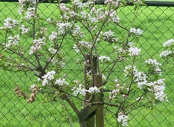 Gruener Garten mit Sitzgelegenheit im Ferienhaus in Nijkerk, Veluwe, Gelderland.