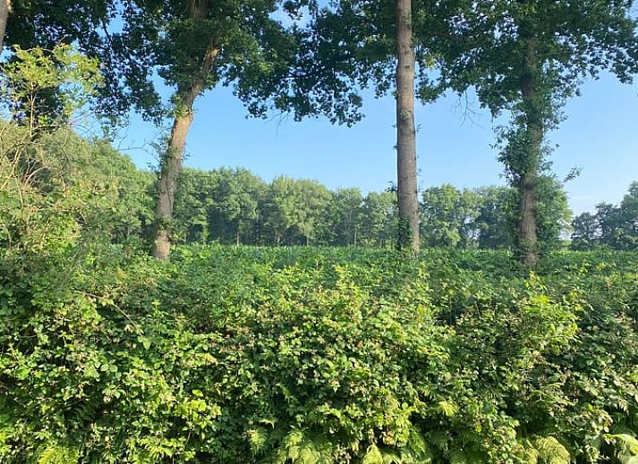 Unterkunft 326528 - Ferienhaus Veluwe - Huisje in Nijkerk