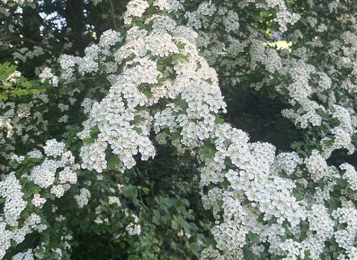 Unterkunft 326528 - Ferienhaus Veluwe - Huisje in Nijkerk