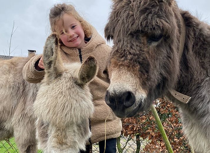 Zonnige serre van Vakantiehuisje in Kootwijkerbroek, Veluwe, met uitzicht op de tuin en comfortabele stoelen.
