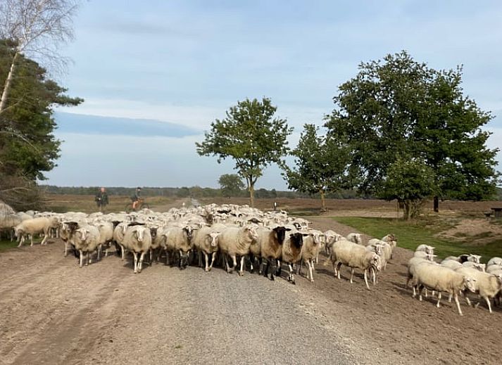 Zonnige serre van Vakantiehuisje in Kootwijkerbroek, Veluwe, met uitzicht op de tuin en comfortabele stoelen.
