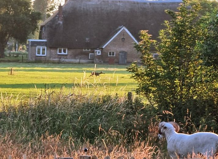 Binnenruimte van het Vakantiehuis in Klarenbeek, Veluwe, Gelderland, met gezellige inrichting.