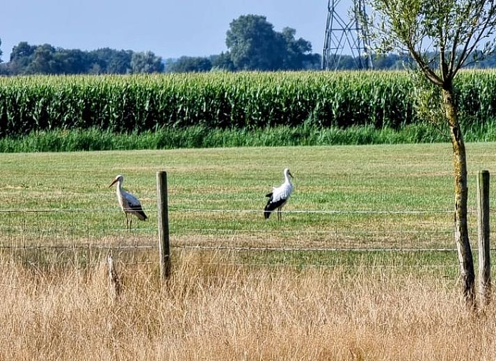 Binnenruimte van het Vakantiehuis in Klarenbeek, Veluwe, Gelderland, met gezellige inrichting.