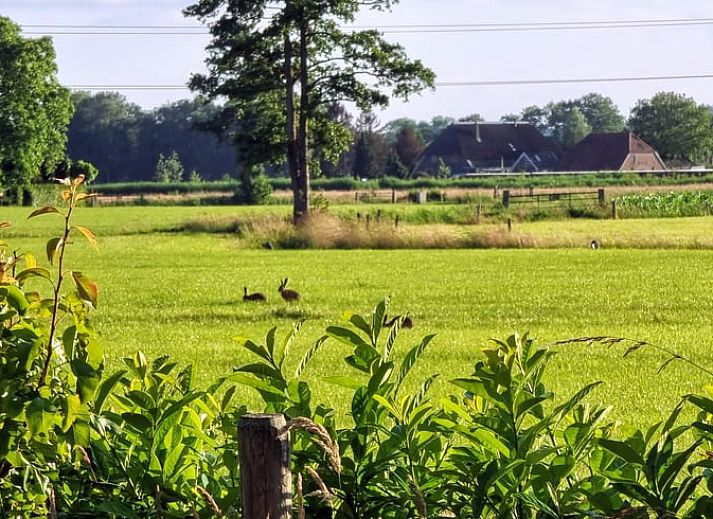 Uitzicht vanaf het terras van het Vakantiehuis in Klarenbeek, Veluwe, met weidse natuur.