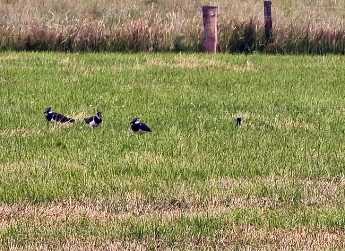 Uitzicht vanaf het terras van het Vakantiehuis in Klarenbeek, Veluwe, met weidse natuur.