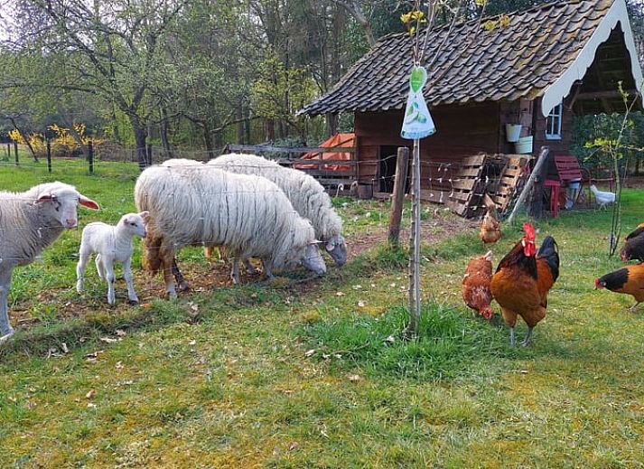 Knusse leeshoek in Huisje in Klarenbeek, Veluwe met comfortabele stoel en groene planten.