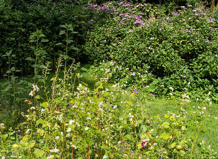 Guest house 327302 - Holiday property Veluwe - Vakantiehuisje in Hierden