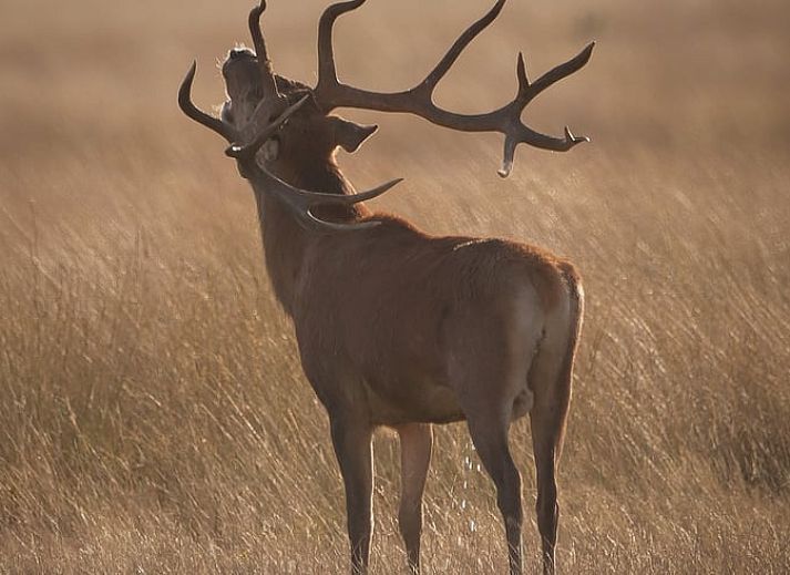 Vacation home in Ugchelen, Veluwe, Gelderland surrounded by flowers and rustic charm.