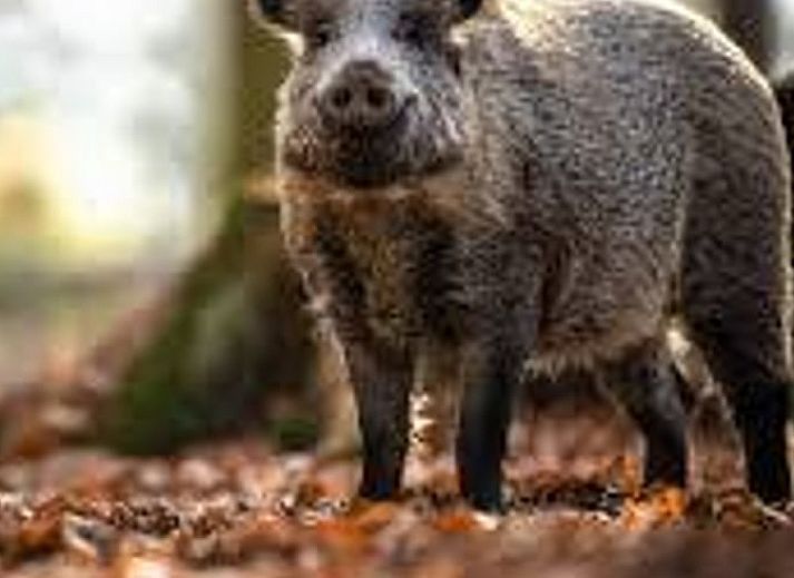 Autumn colors at Holiday home in Ugchelen, Veluwe, Gelderland with beautiful garden.